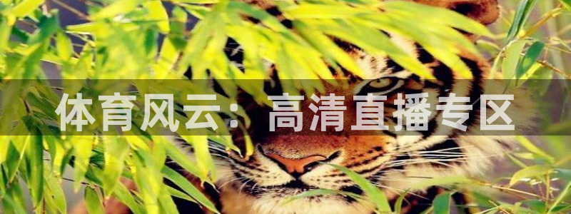 体育风云：高清直播专区